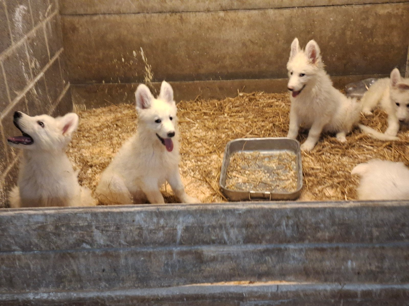 Zwitserse herder pups, Dieren en Toebehoren, België, Fokker | Hobbymatig, CDV (hondenziekte), 8 tot 15 weken