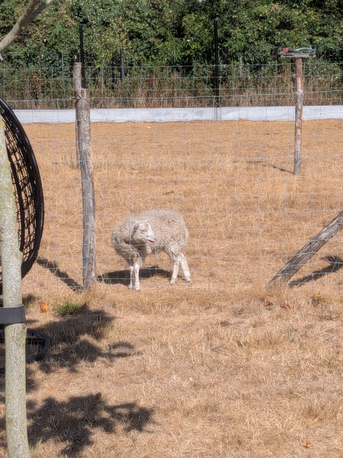 ouessant ooi, Dieren en Toebehoren, Vrouwelijk, Schaap, 0 tot 2 jaar