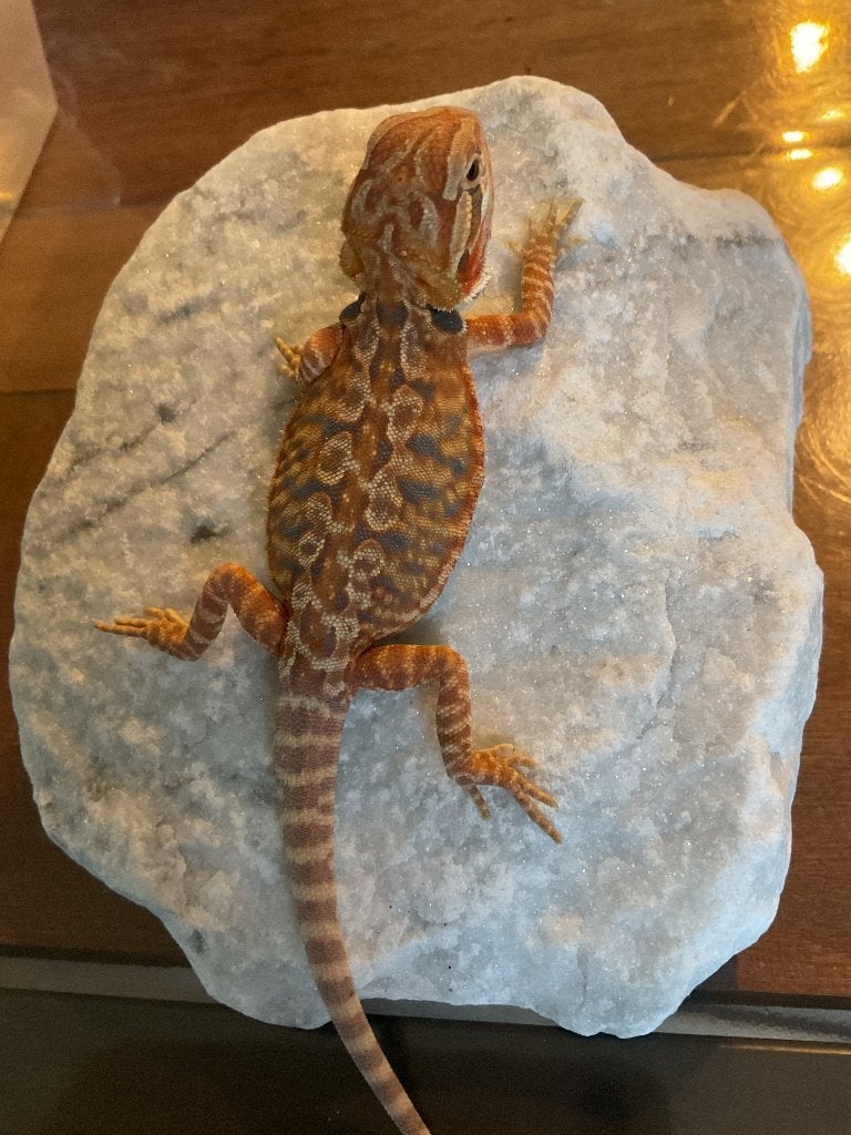 Bébé Pogona red monster dark red possible LB, Animaux & Accessoires, Reptiles & Amphibiens, Lézard, Domestique, 0 à 2 ans