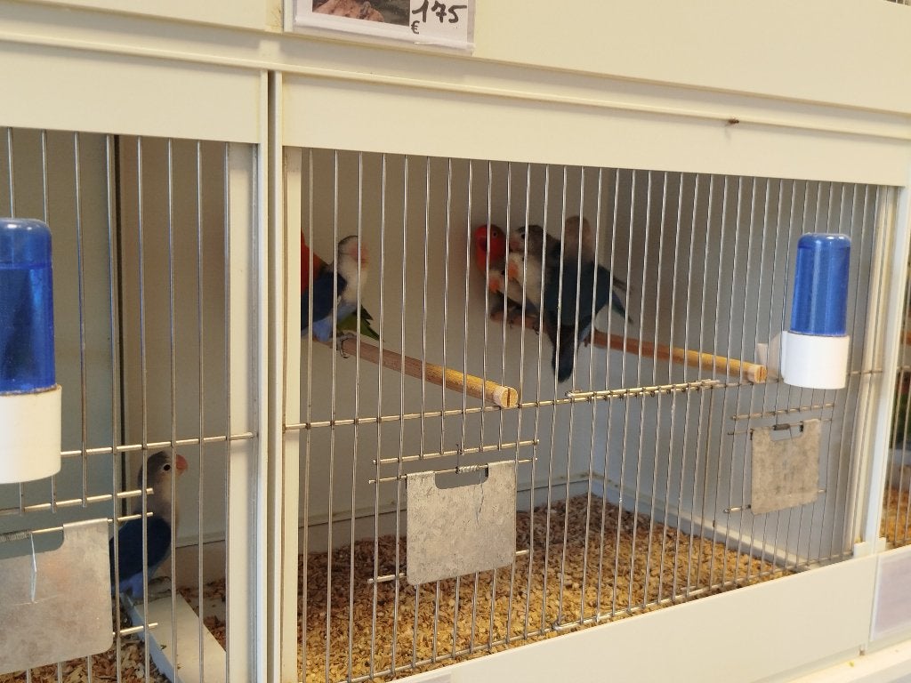 Ficherie, Dieren en Toebehoren