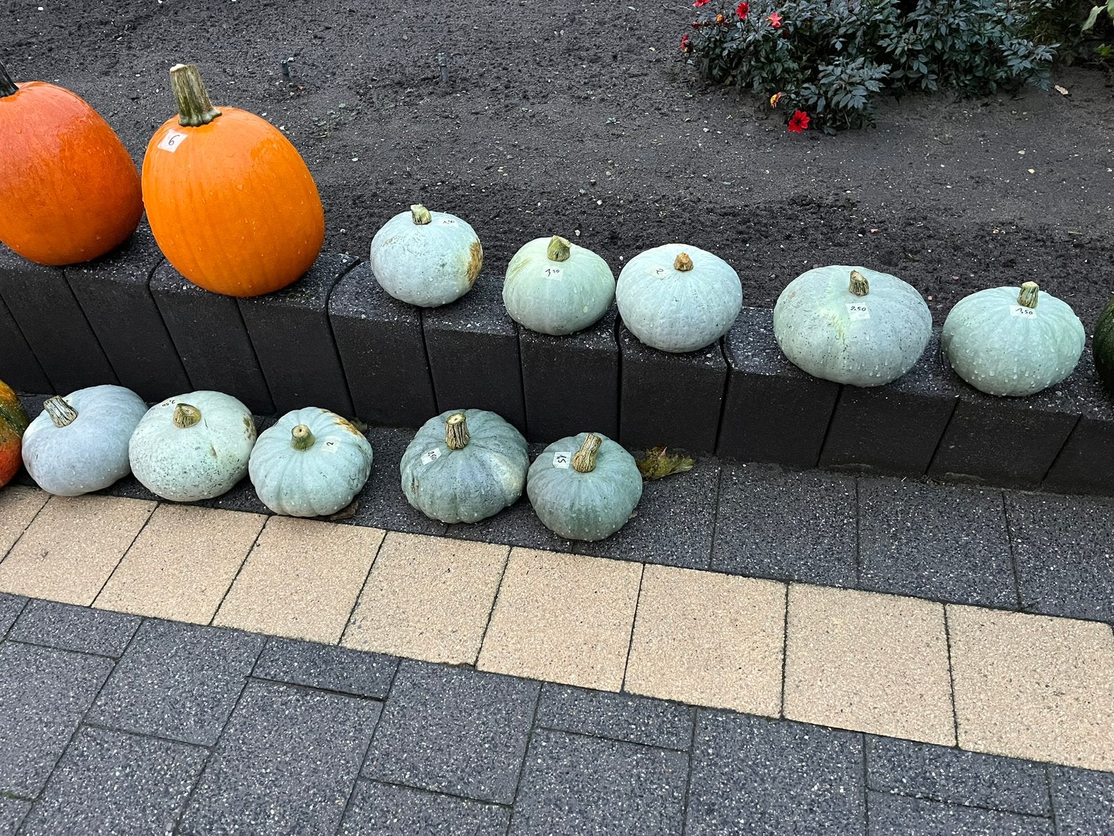 Pompoenen, Ophalen