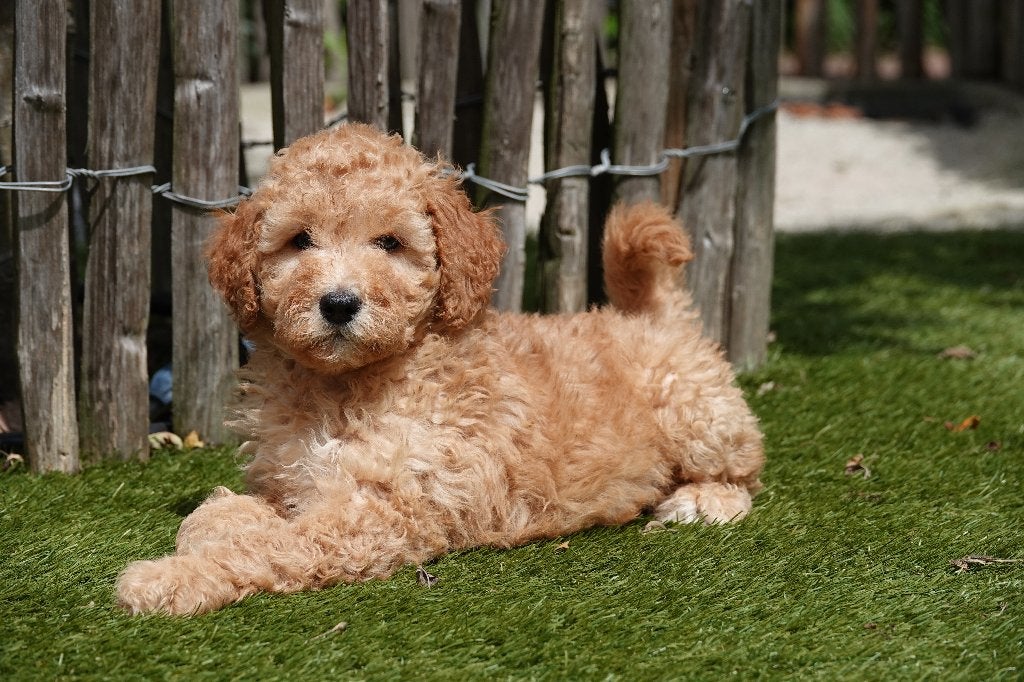Prachtige abrikooskleurige Goldendoodle pups (medium), België, Overige rassen, CDV (hondenziekte), 8 tot 15 weken