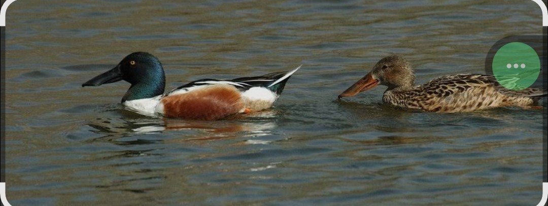 Europese slobeenden, Dieren en Toebehoren, Pluimvee