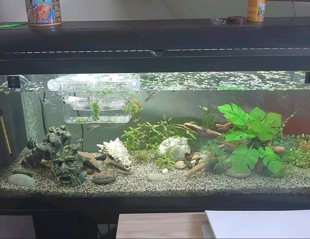 Aquarium 80l en 60l, Dieren en Toebehoren, Vissen | Aquaria en Toebehoren, Ophalen, Pomp