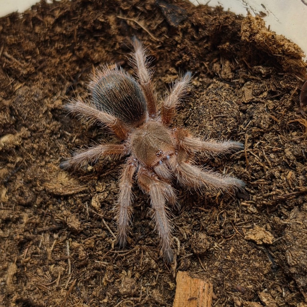 Grammostola rosea ncf, Dieren en Toebehoren