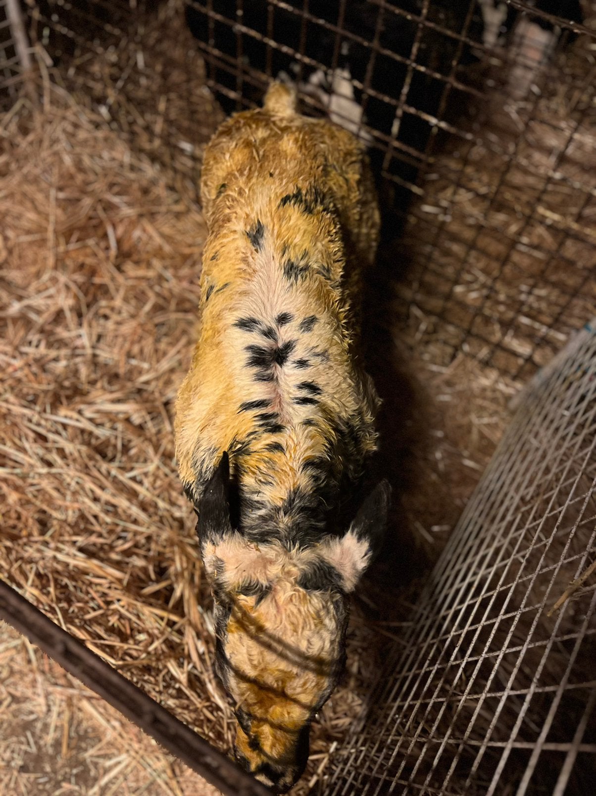 2 stierkalveren, Animaux & Accessoires