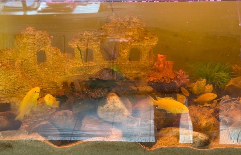 Malawi / cichlids malawi