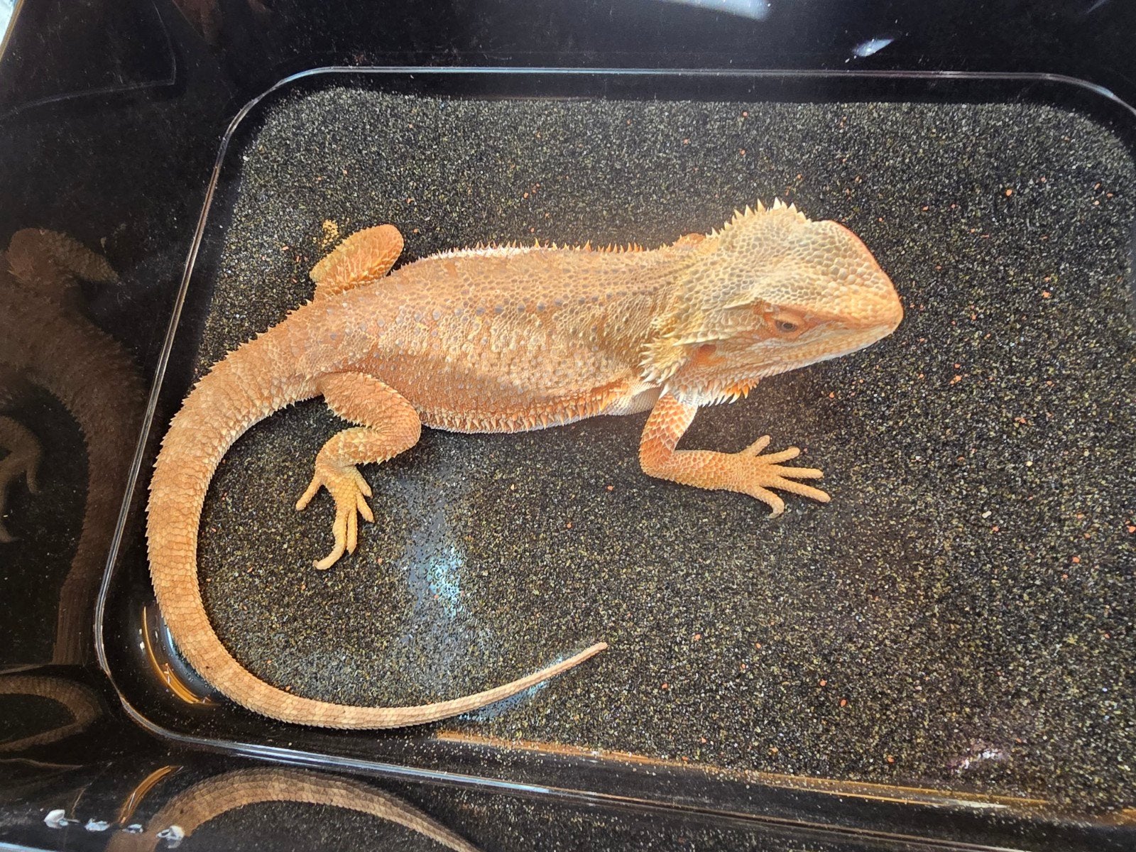 Prachtige vrouwelijke baardagaam (Pogona vitticeps) b, Amfibie
