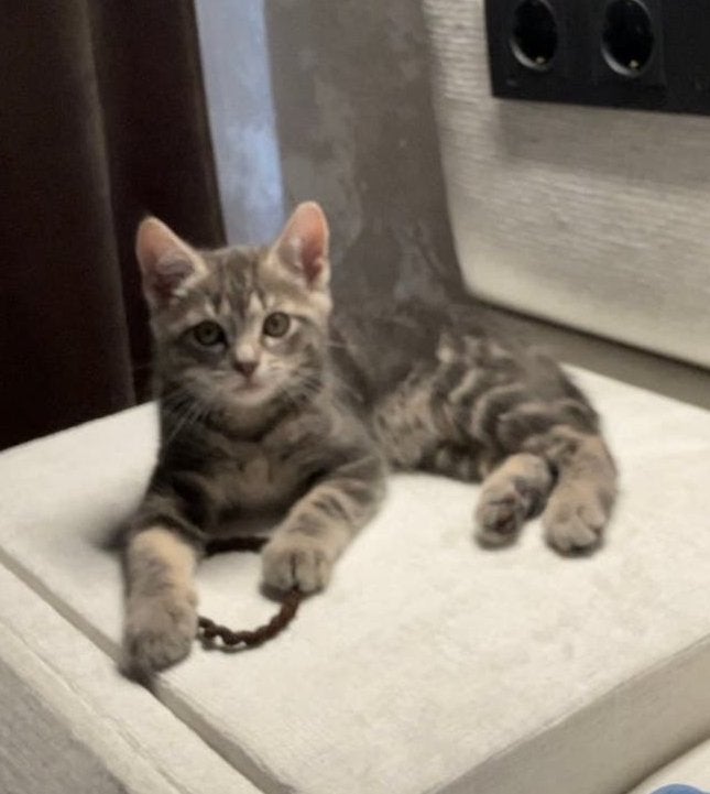 Chaton British Shorthair (fille), Enlèvement