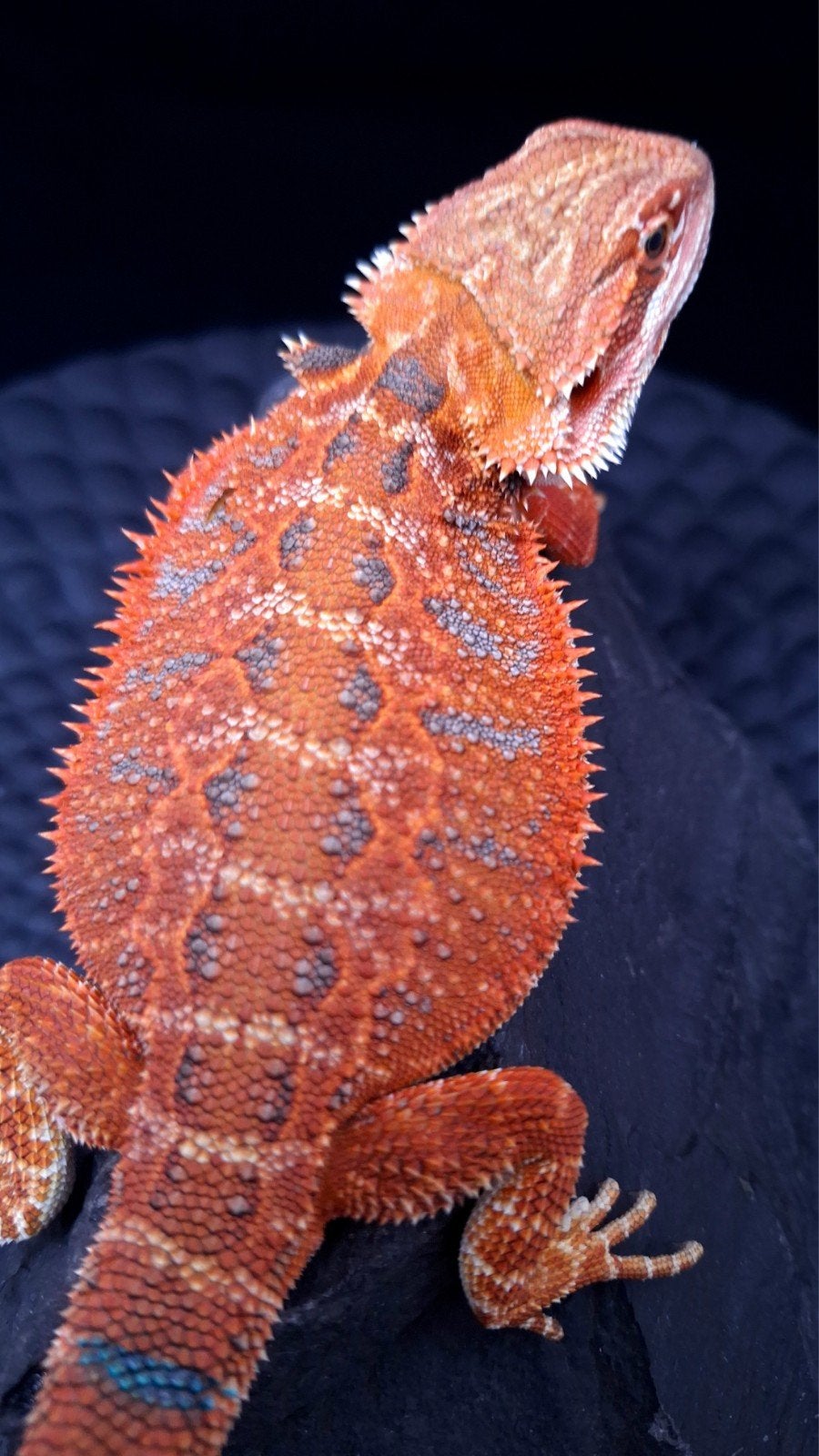 50% Red Monster Extreme Blue Tiger Baardagaam Man C, Lézard, 0 à 2 ans