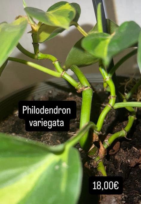 Philodendron variegata, Enlèvement, Moins de 100 cm