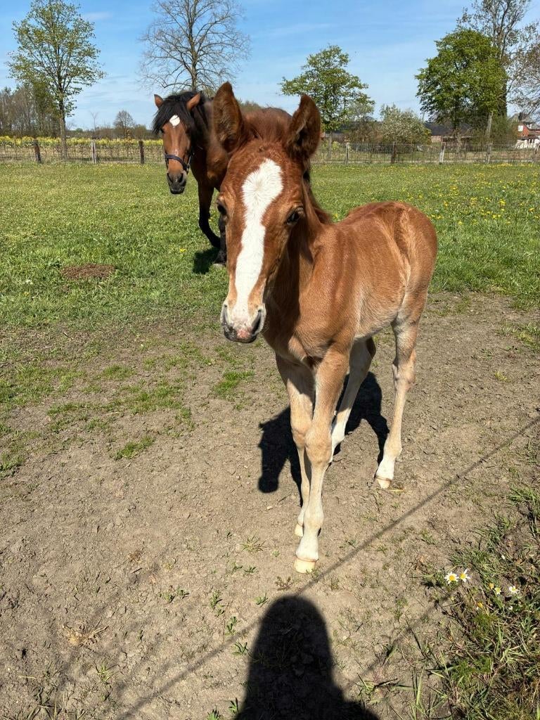 Merrie met veulen, Dieren en Toebehoren, Pony's, Merrie, Gechipt, 11 jaar of ouder, Recreatiepony