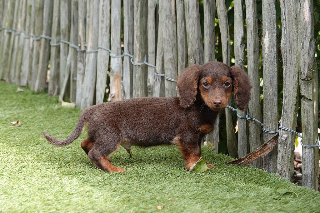 Chiot teckel nain à poil long, avec un pedigree (Choco&tan), Animaux & Accessoires, 15 semaines à 1 an, Chien (mâle), Maladie de Carré (chiens)