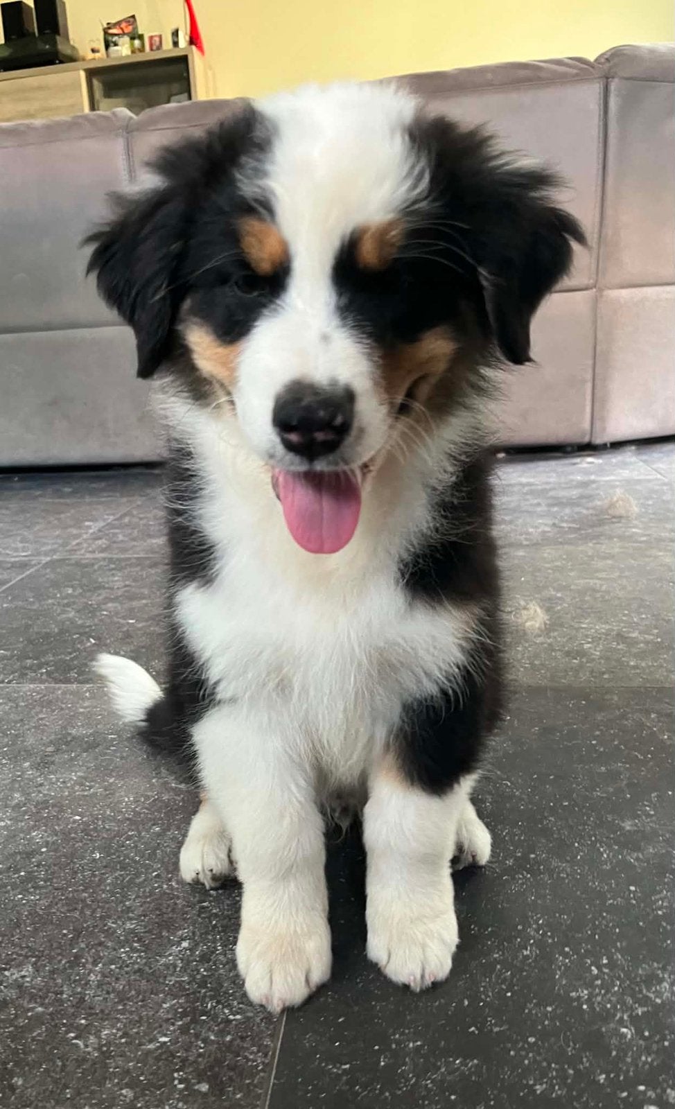 Australische Herder pup Reu, Dieren en Toebehoren, Honden | Herdershonden en Veedrijvers, België, Fokker | Hobbymatig, Reu, CDV (hondenziekte)