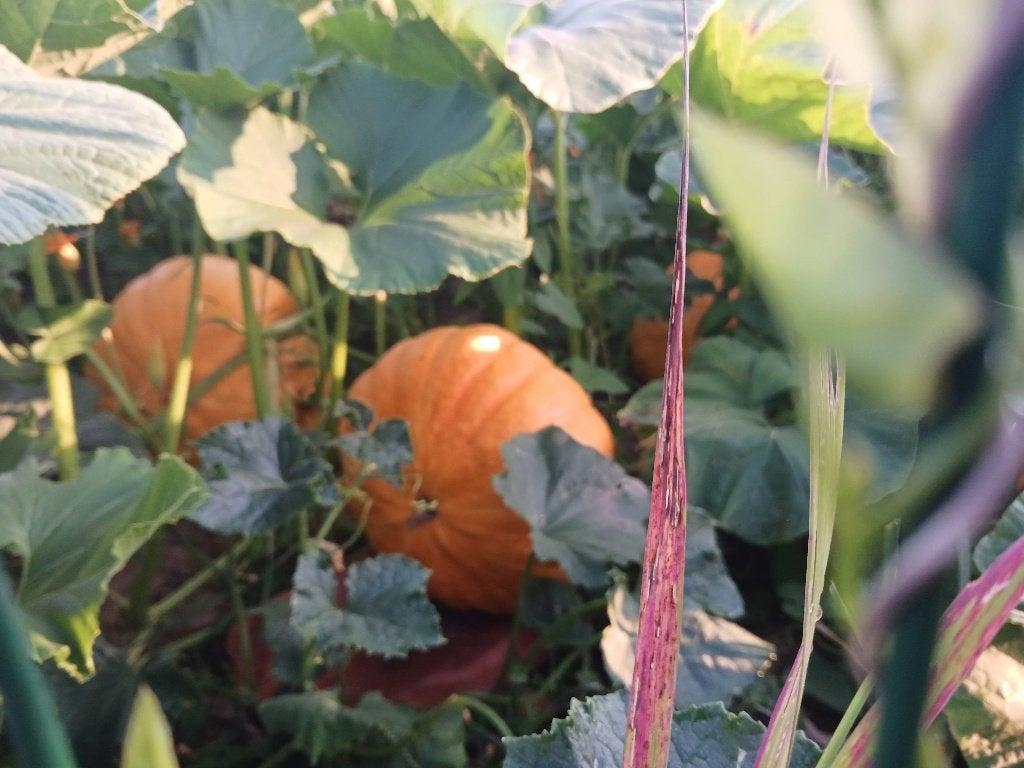 Tuin, Ophalen