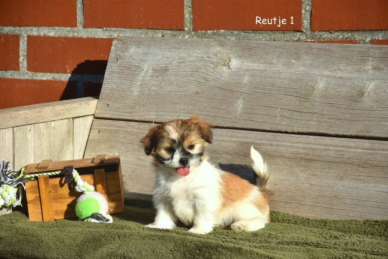 Prachtige Boomertjes, Animaux & Accessoires, Chiens | Sans pedigree, Petit, Plusieurs animaux, Éleveur | Professionnel, Plusieurs
