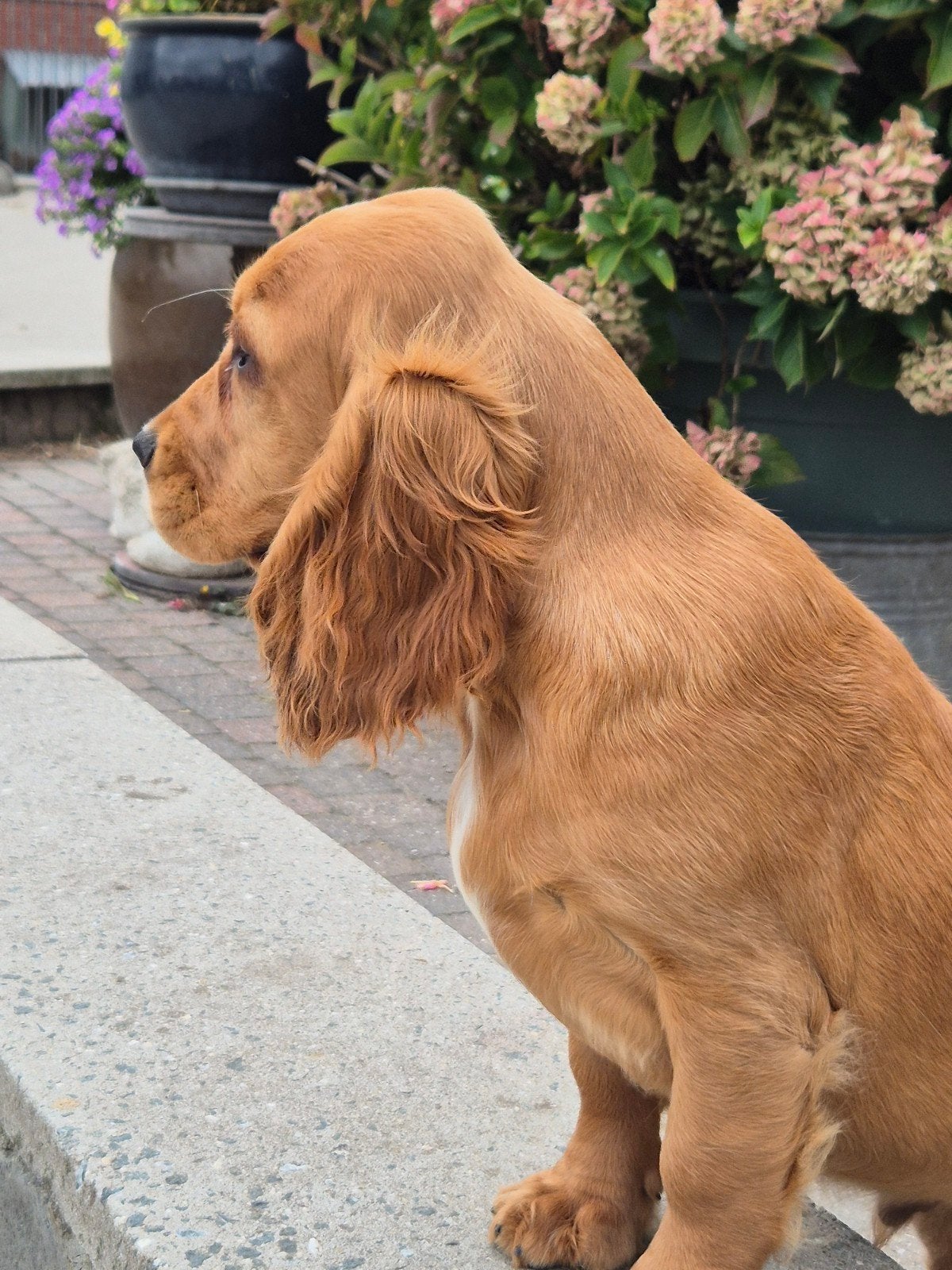Engelse Cocker Spaniël pup, Dieren en Toebehoren, België, Fokker | Hobbymatig, Reu, CDV (hondenziekte)