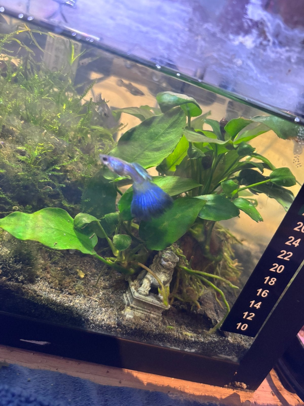 Prachtige (Raszuivere) Aquariumvissen te koop!, Dieren en Toebehoren