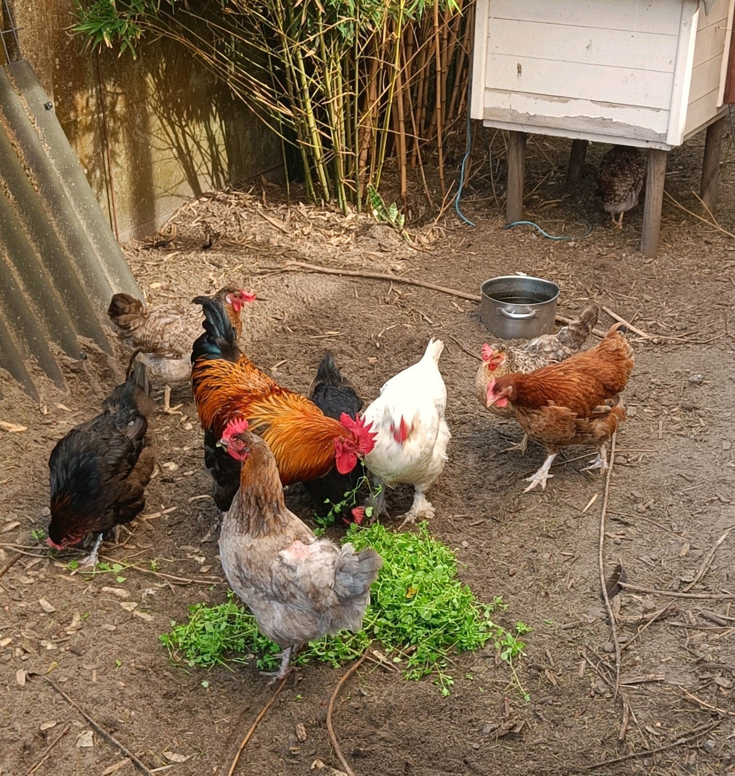 Volwassen kippen Marans of Cream Legbar, Animaux & Accessoires, Femelle, Poule ou poulet