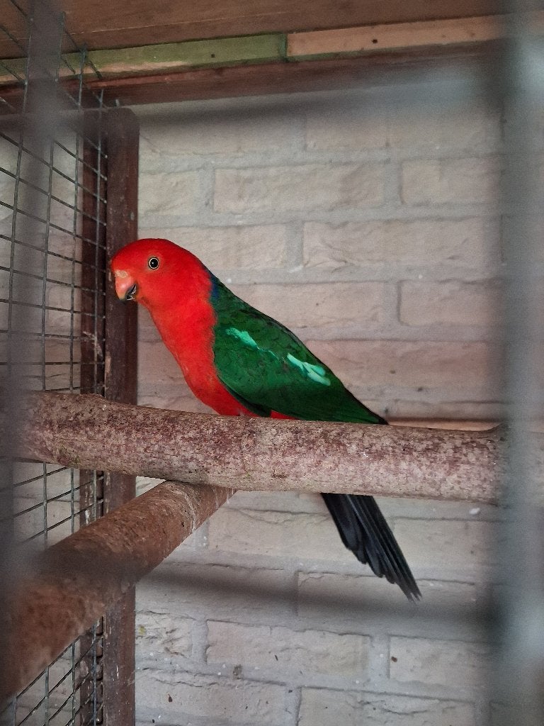 Koningsparkiet man van 2017, Mâle, Perruche, Bagué