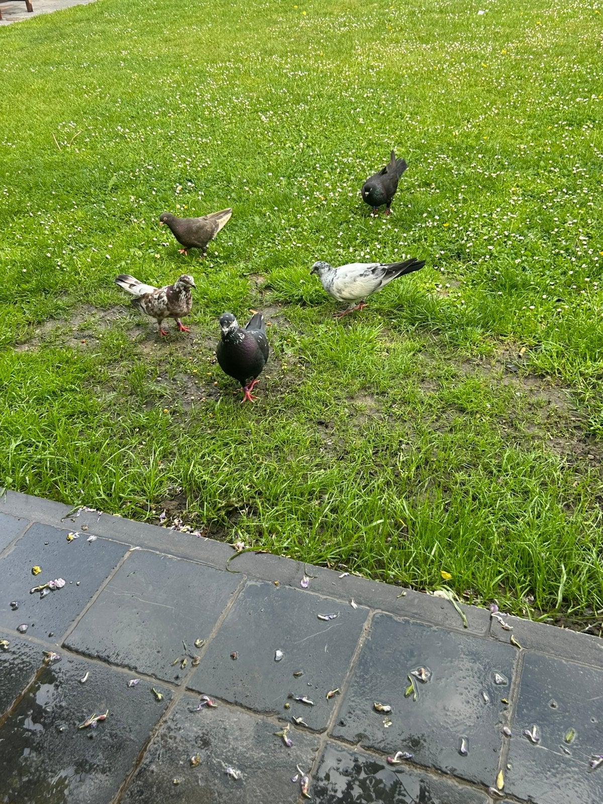 Mooi duıven 8 stuks 35€, Dieren en Toebehoren, Pluimvee