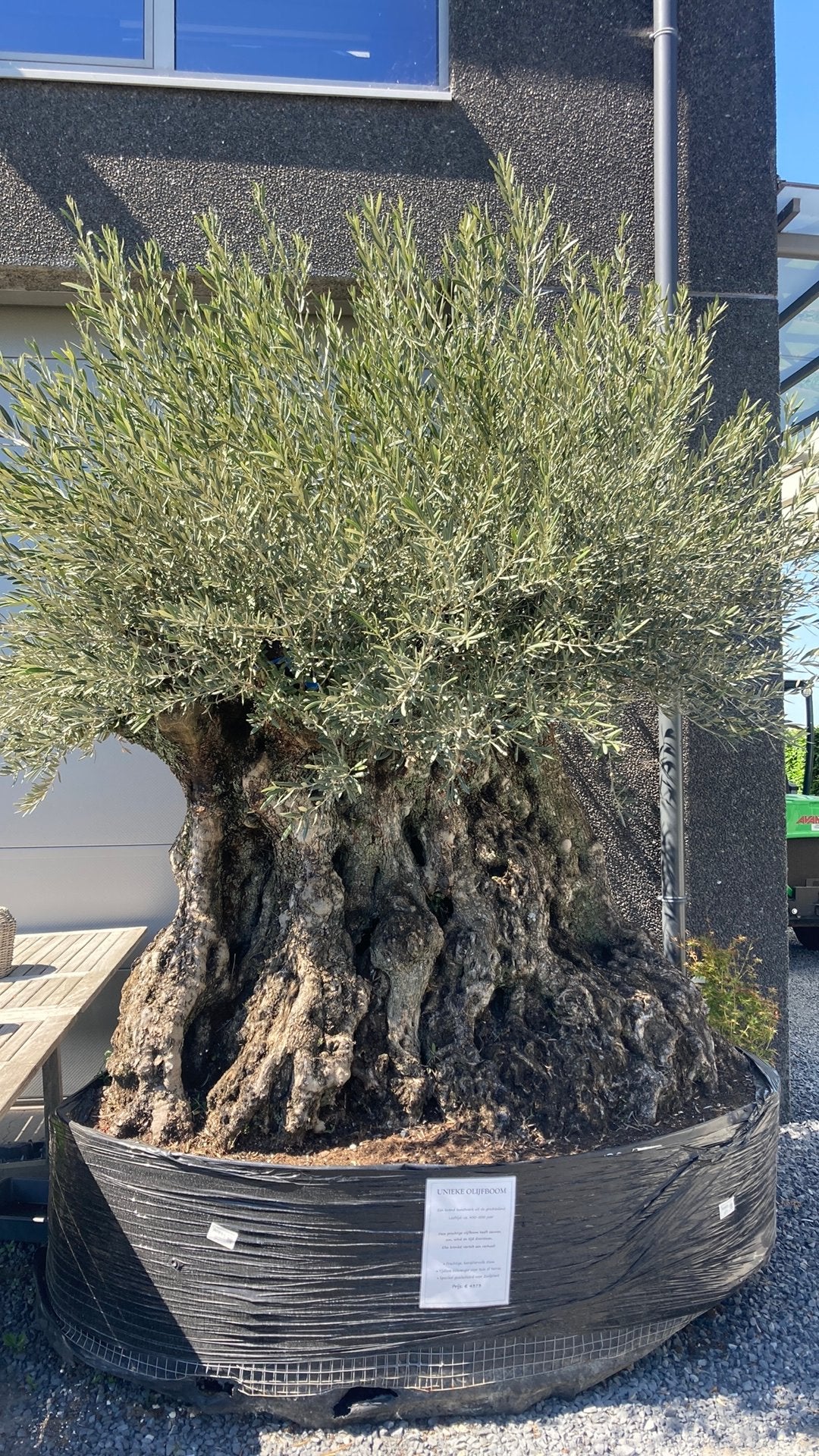 Eeuwenoude olijfboom, Tuin en Terras, Ophalen, Olijfboom