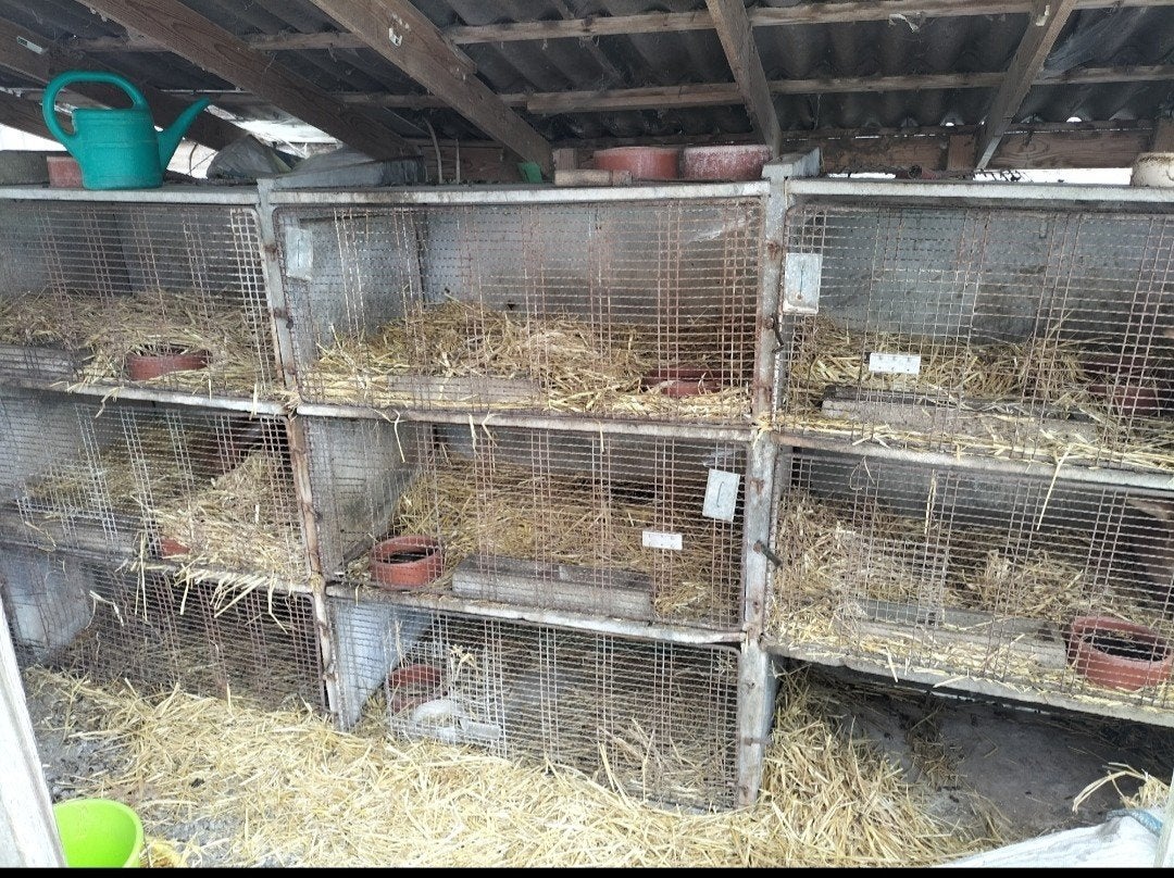 Clapiers, Animaux & Accessoires, Enlèvement