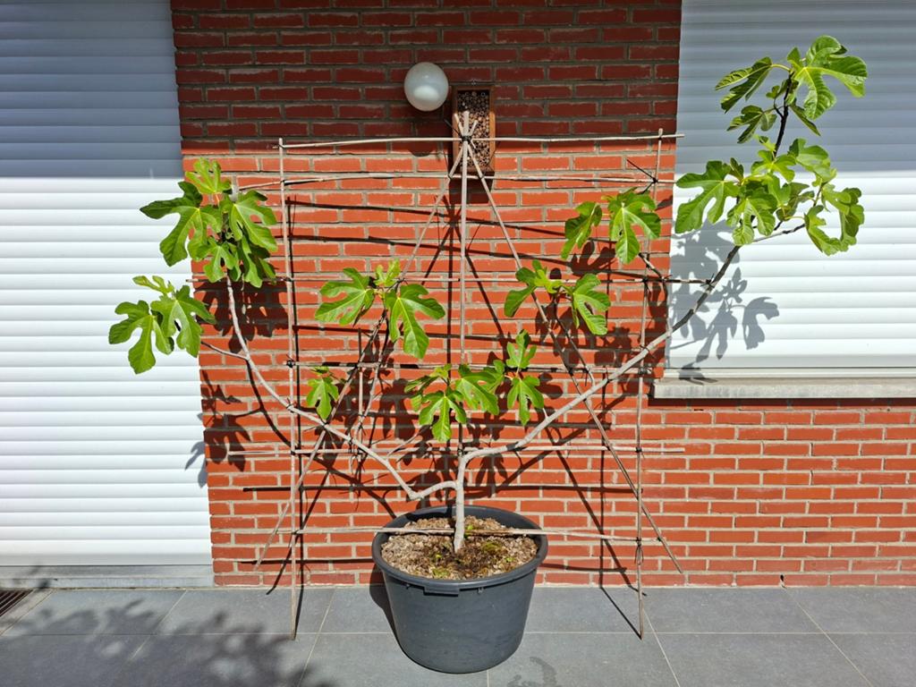 Vijgenboom (ficus carica) leiboom, Ophalen, In pot, Vijgenboom
