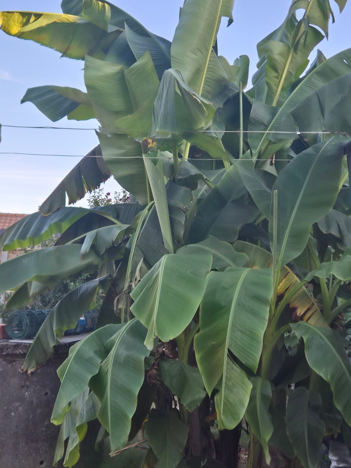 banana boom 10€ stuk, Ophalen