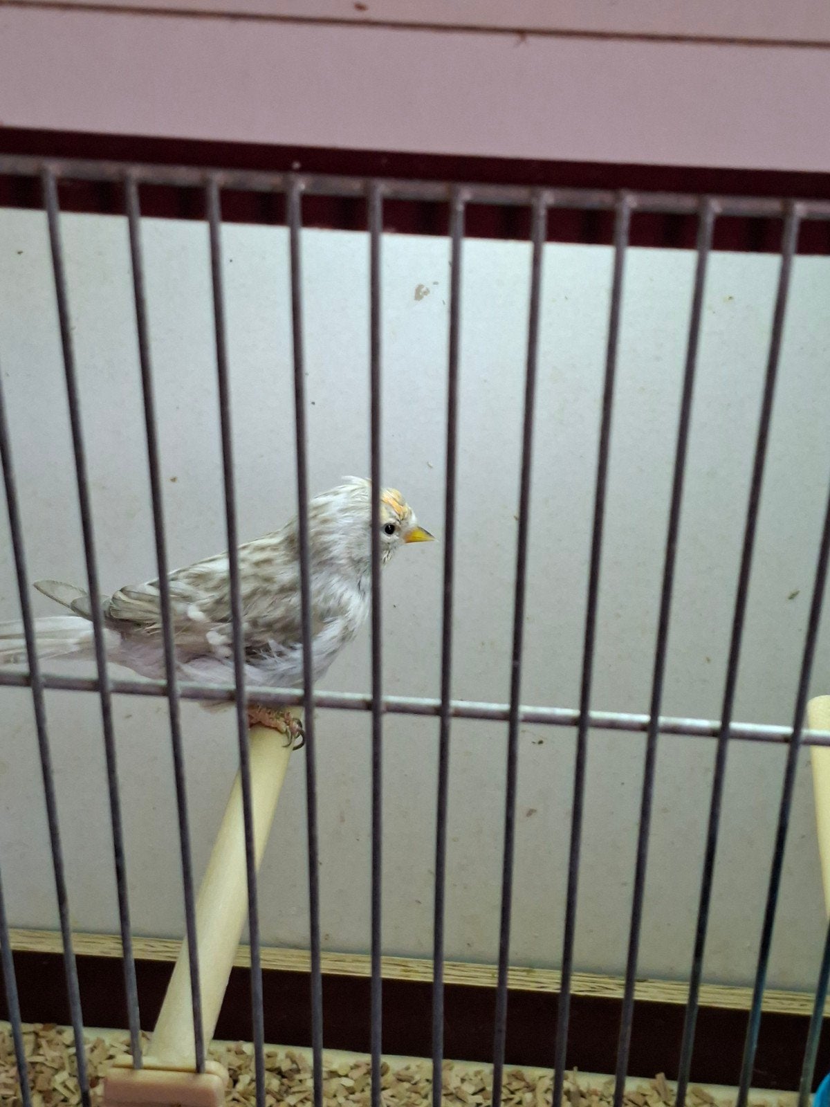 Grote Noordse barmsijs., Geringd