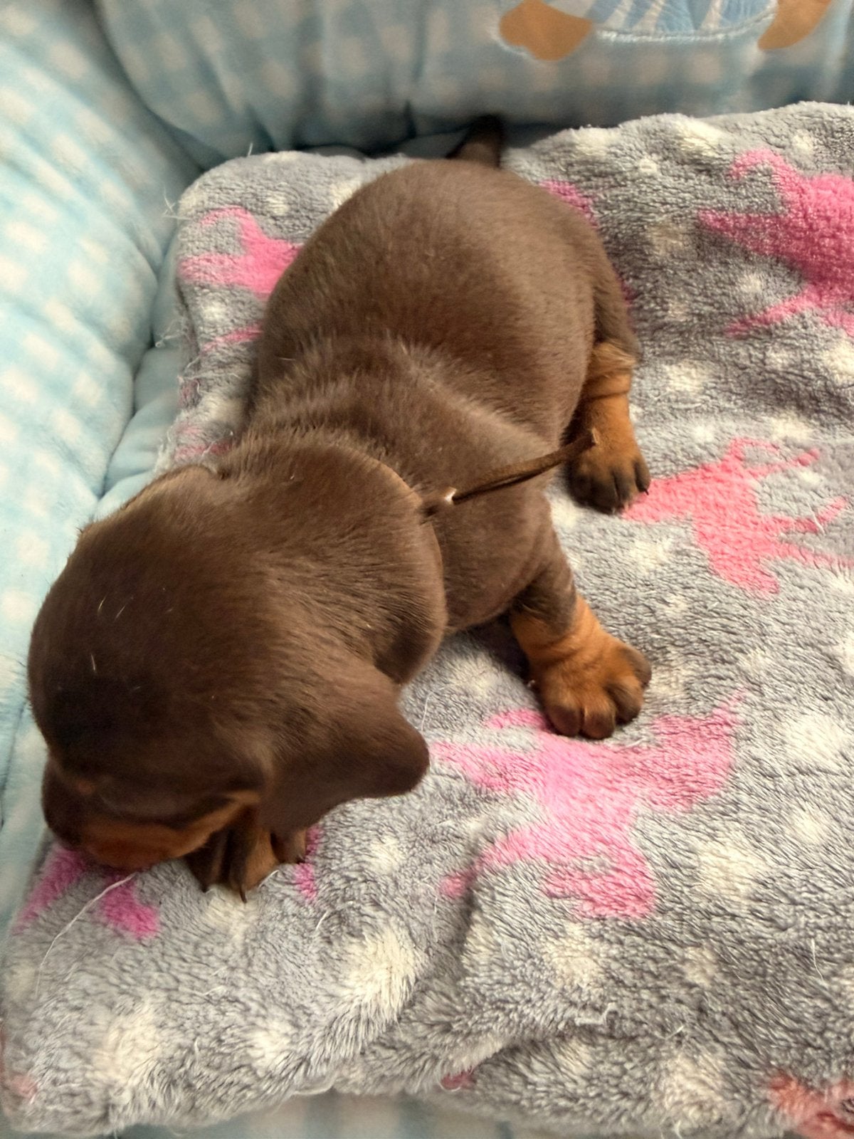 Dwergteckel pups, Dieren en Toebehoren, België, CDV (hondenziekte), 8 tot 15 weken, Korthaar