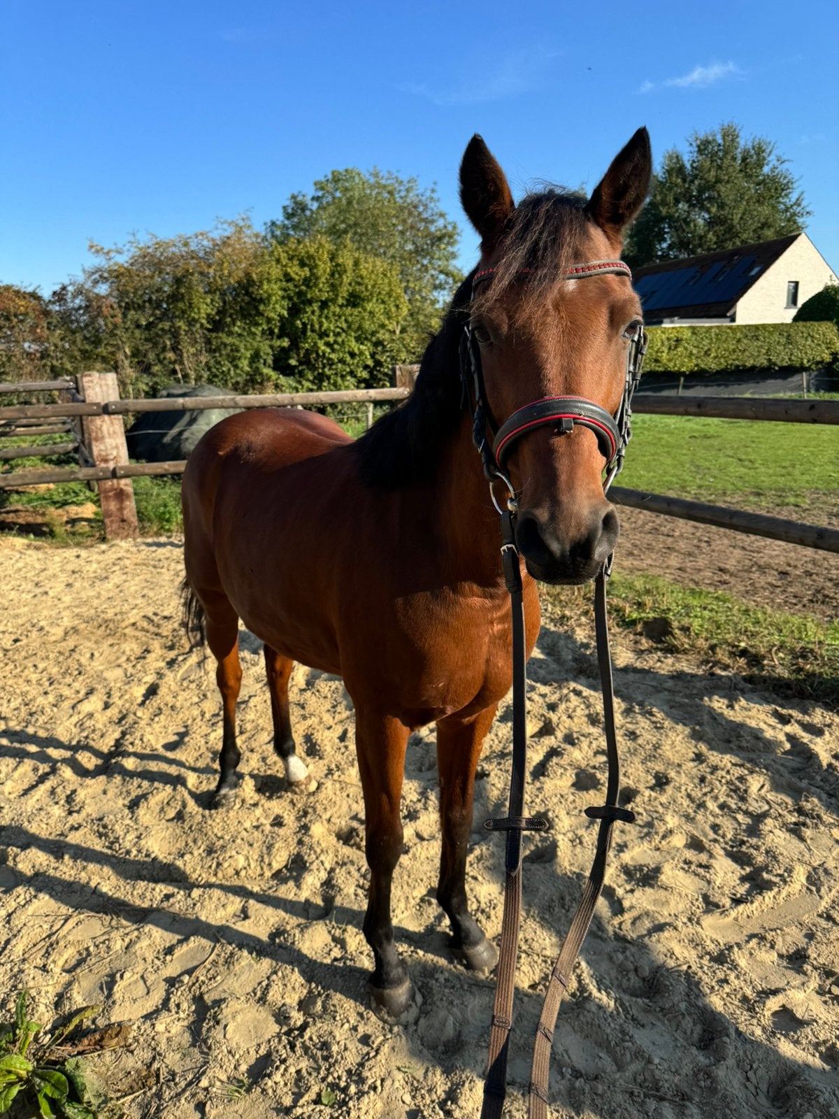 Prachtige pony zoekt nieuwe thuis, Dieren en Toebehoren, Springpaard, Minder dan 160 cm, Met stamboom, Ruin