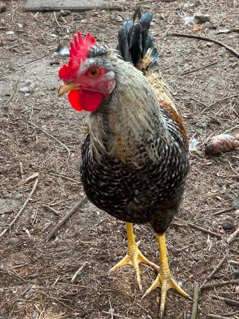 Cream Legbar x dubbelgezoomde Barnevelder haan, Dieren en Toebehoren, Pluimvee, Mannelijk, Kip