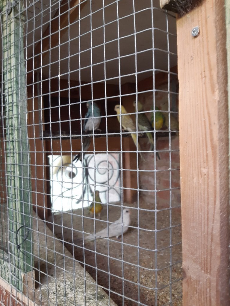 Roodrug parkieten, Dieren en Toebehoren, Meerdere dieren, Parkiet, Geringd