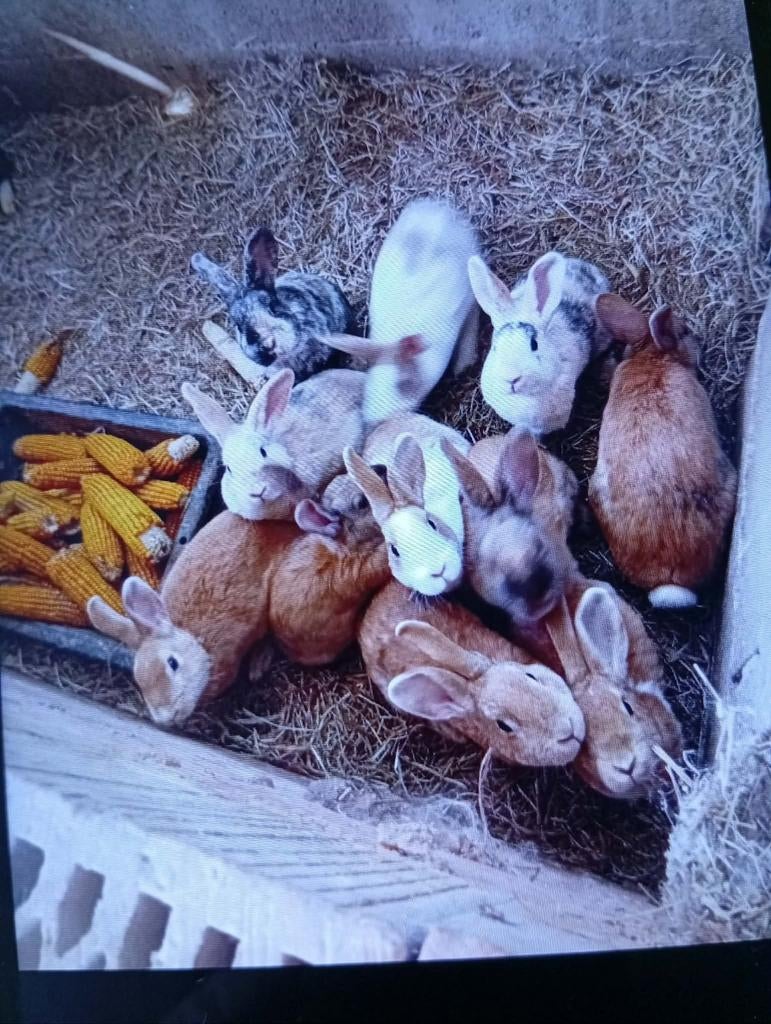 konijntje, Dieren en Toebehoren