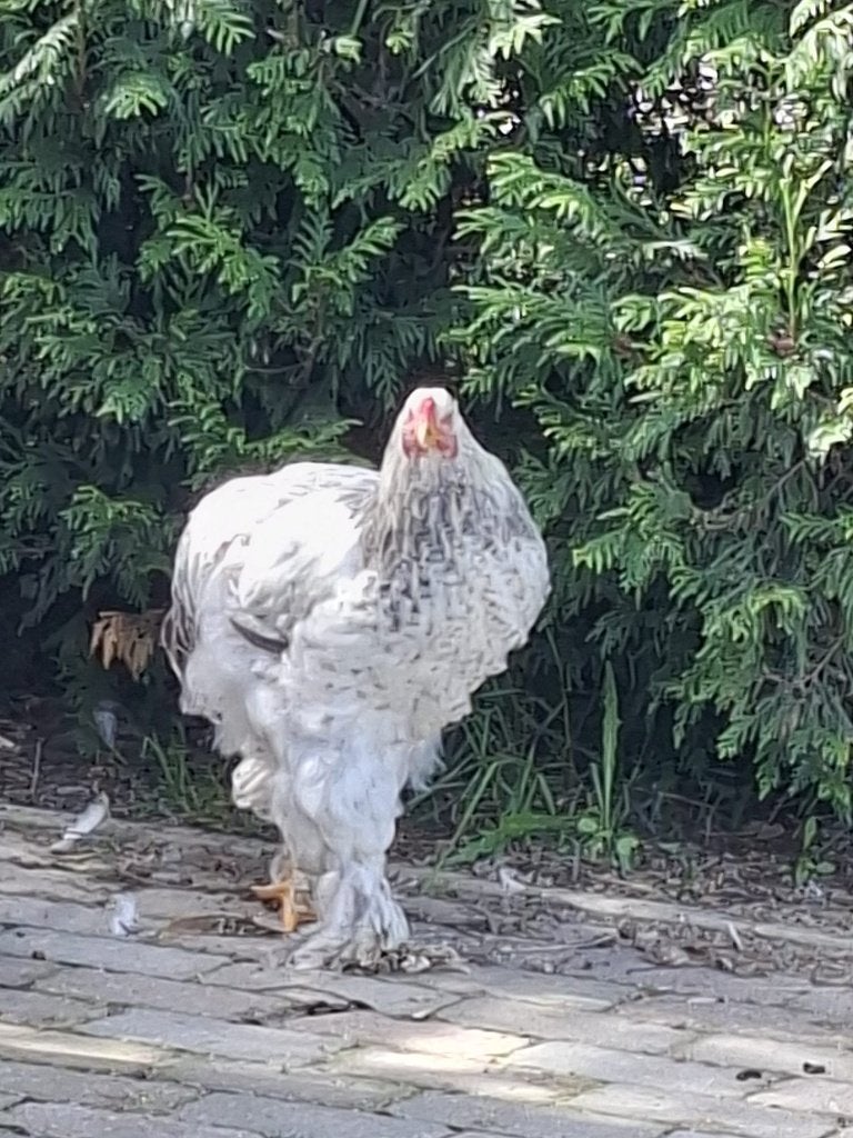 Bramha haan groot hoender, Mâle, Poule ou poulet