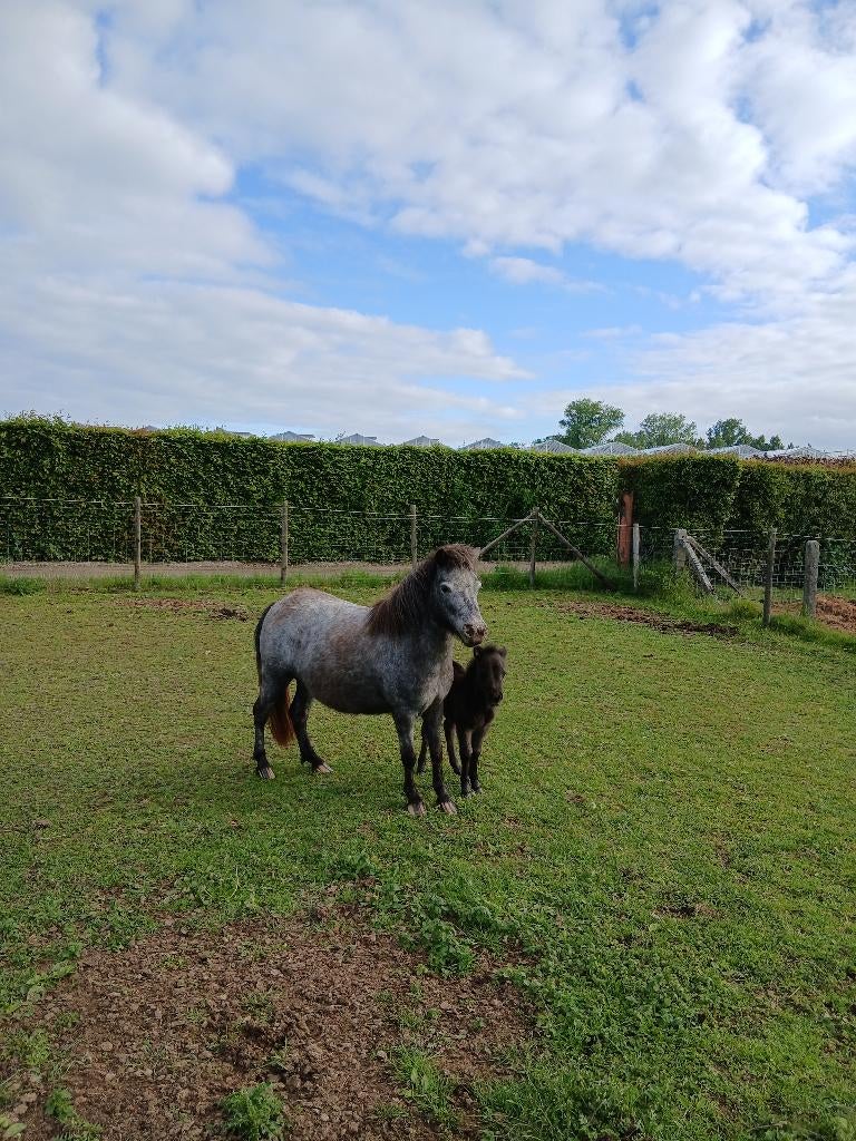 Mini paardje - Merrie met hengstveulen, Dieren en Toebehoren, Merrie, Niet van toepassing, A pony (tot 1.17m), 3 tot 6 jaar