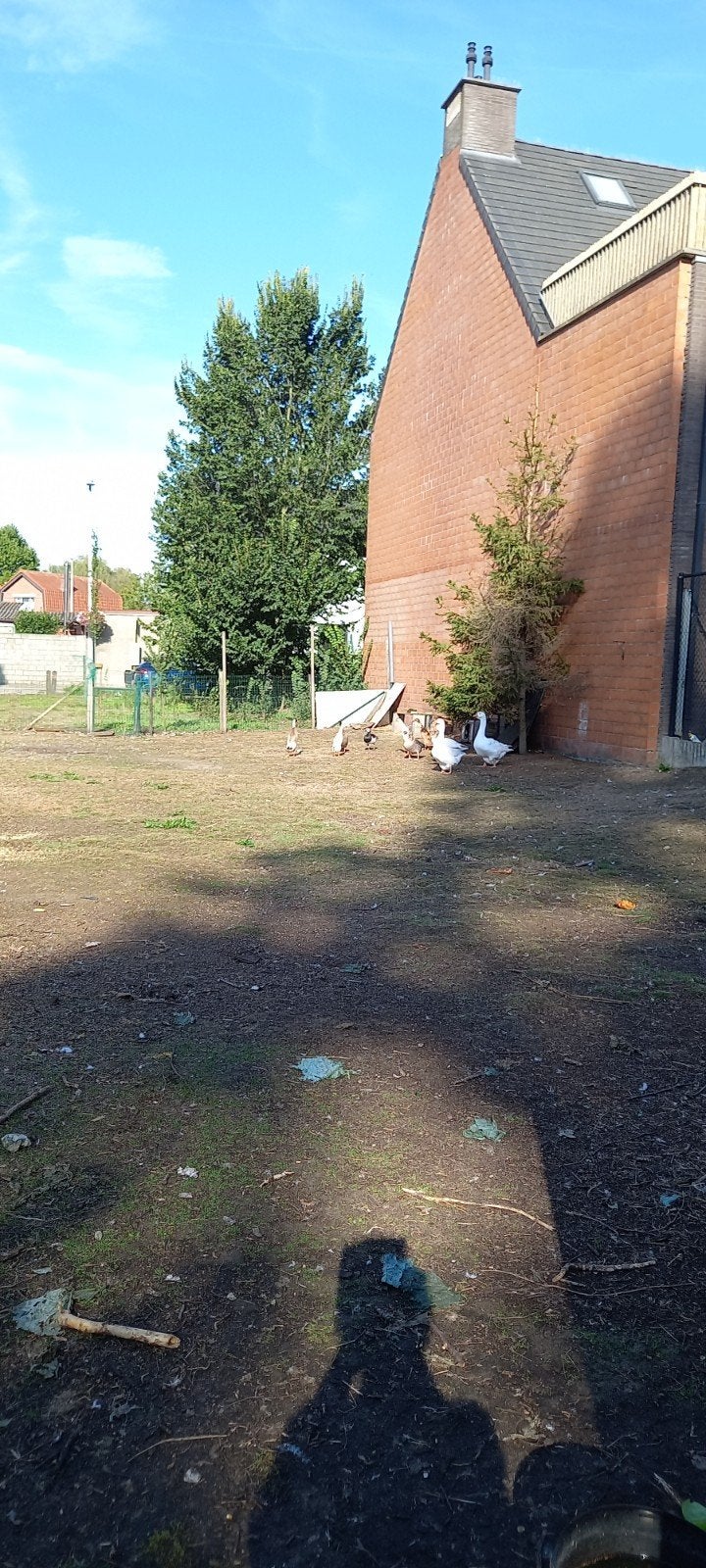 loopeenden, Dieren en Toebehoren, Eend