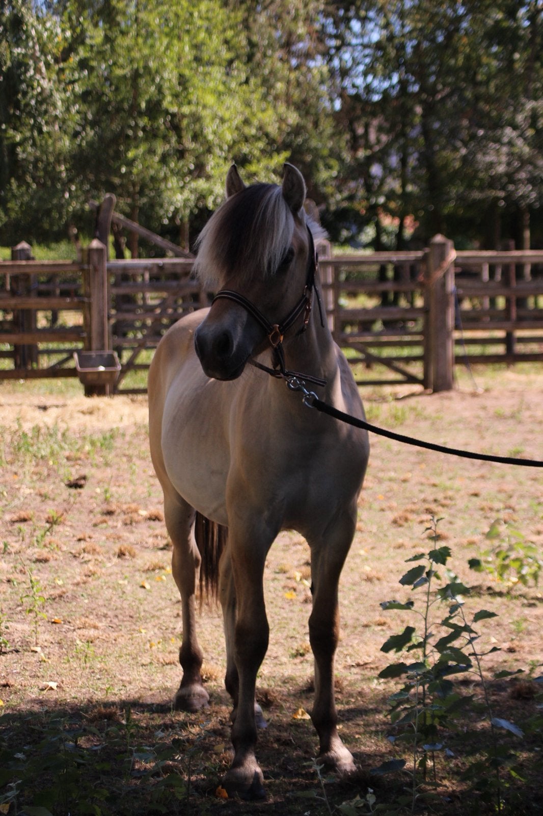 Super knappe fjord hengst 1,5 jaar, Étalon, Moins de 160 cm, 0 à 2 ans