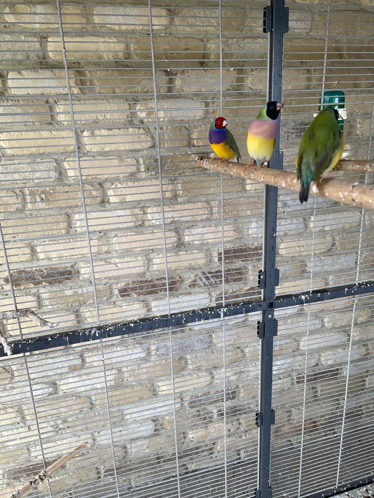 Gouldamandines, Meerdere dieren, Tropenvogel