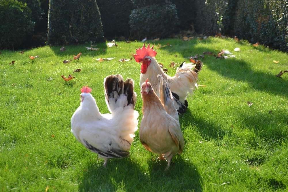 pluimvee, Mai, Femelle