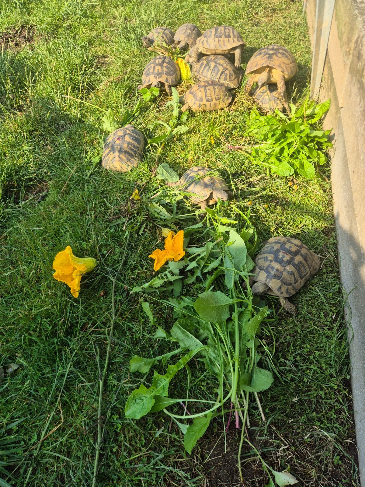 Tortue hermann boettgeri, Tortue