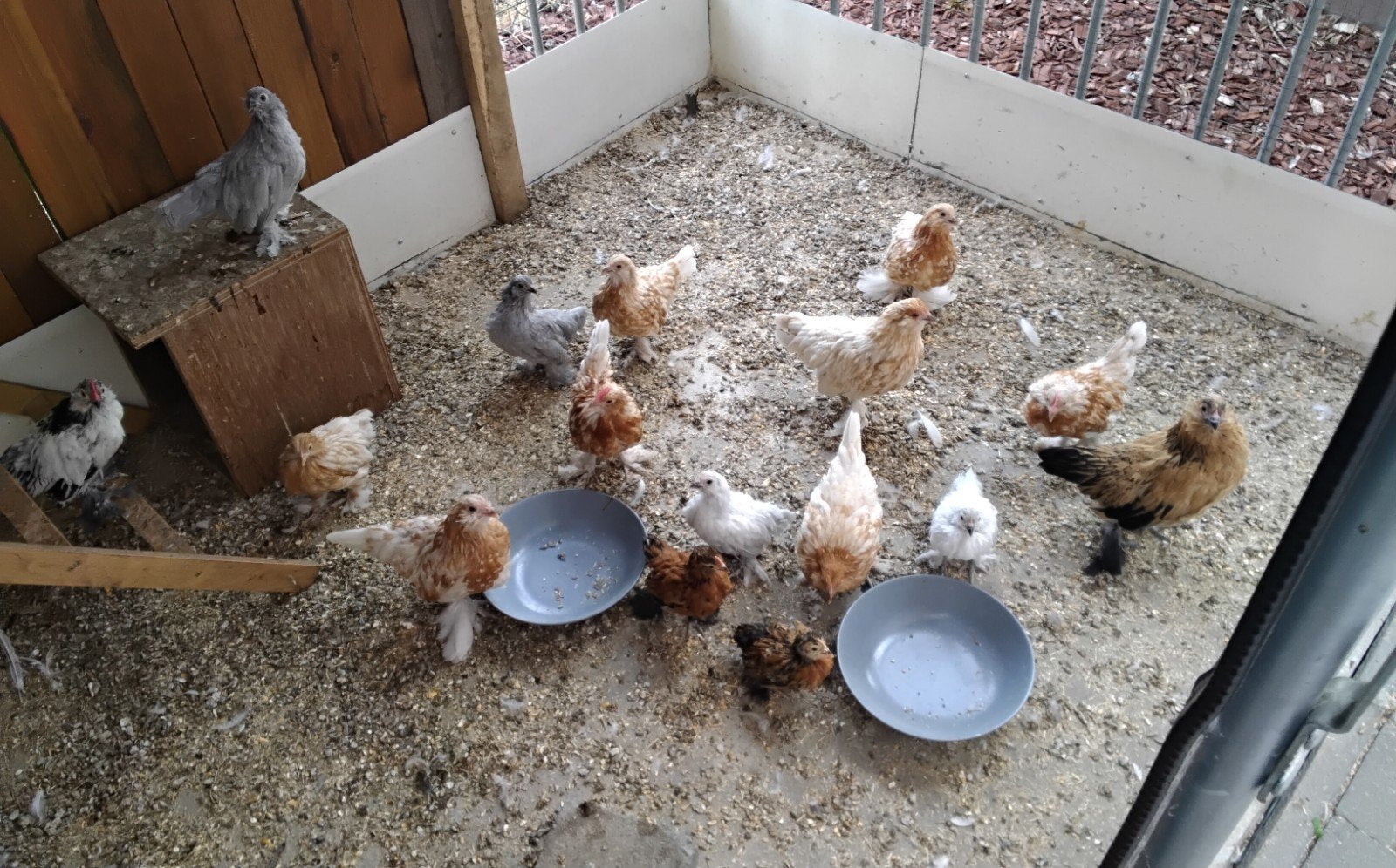Poulets écureuils barbus d'Uccle, Animaux & Accessoires
