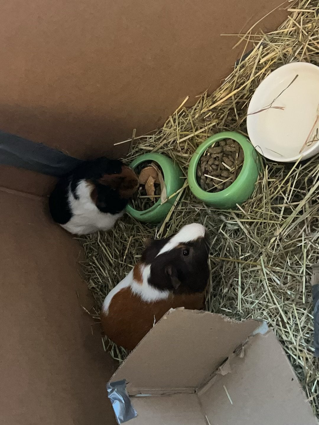 Cavia’s, Dieren en Toebehoren, Cavia, Februari, Mannelijk, Tam