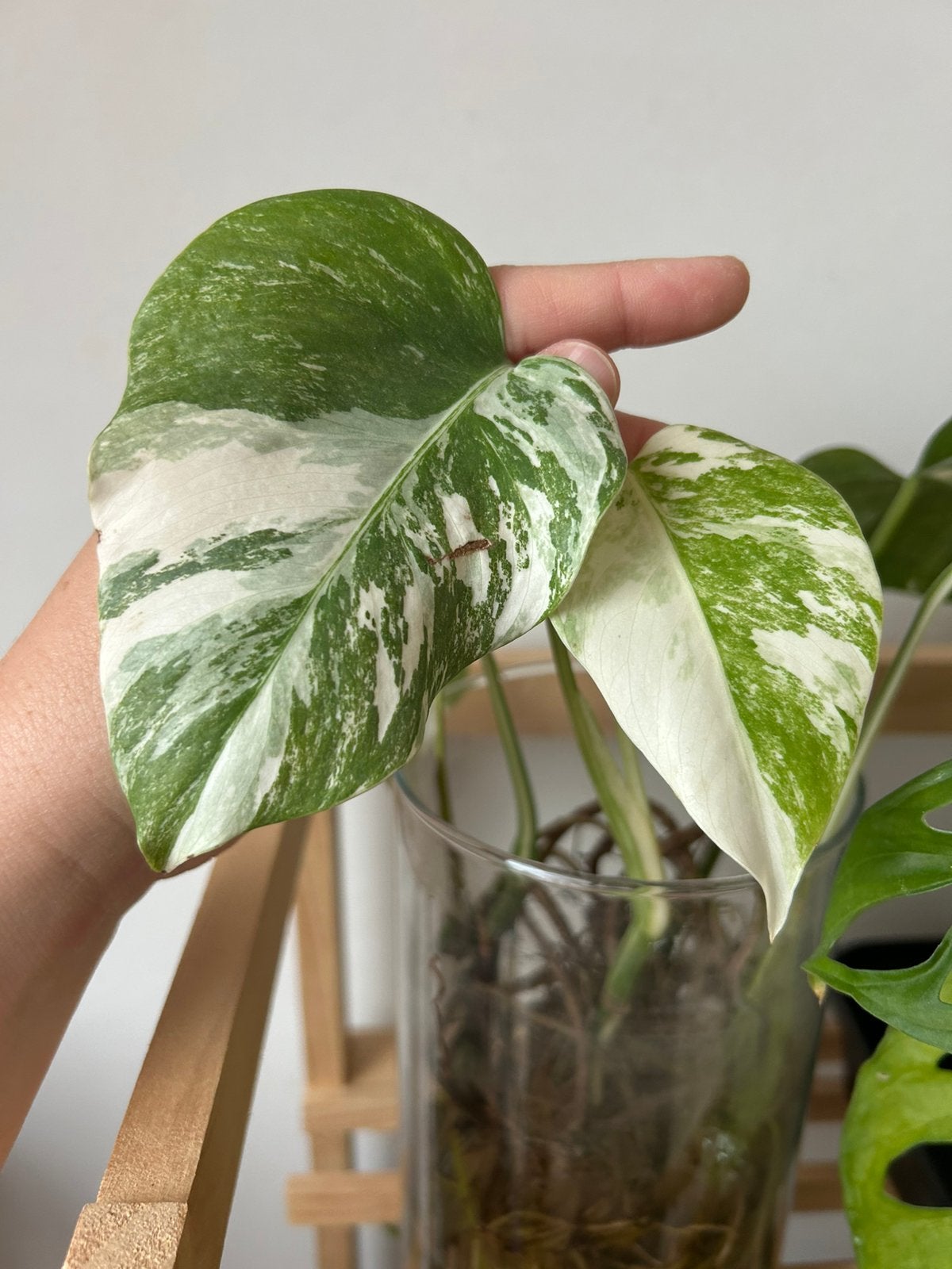 Monstera deliciosa Variegata Albo, Huis en Inrichting, Kamerplanten, Ophalen of Verzenden