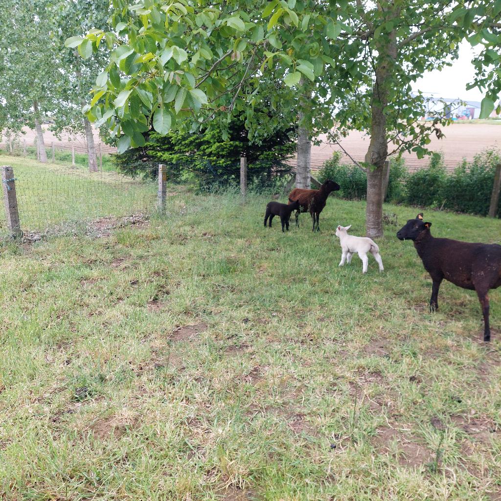 schaap met lam, Dieren en Toebehoren, Schapen, Geiten en Varkens, Schaap
