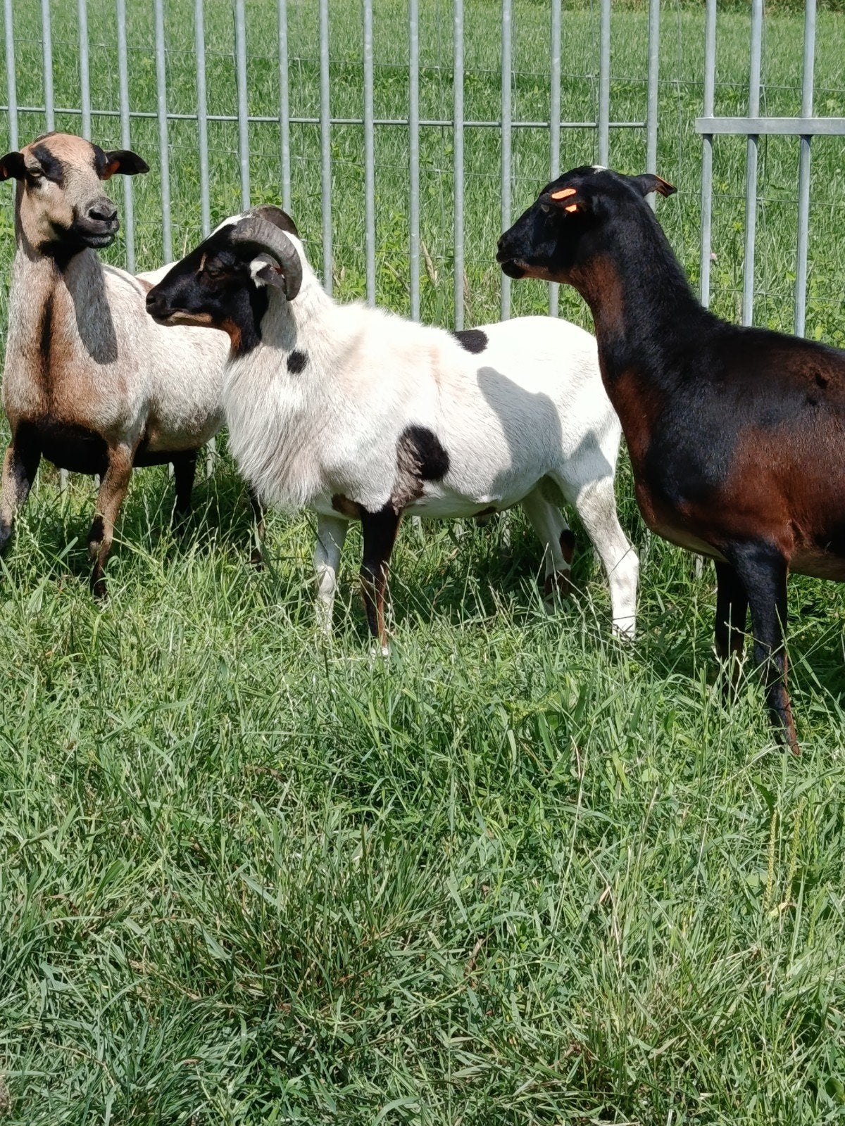 Magnifique mouton camerounais spécial (couleurs très spécial