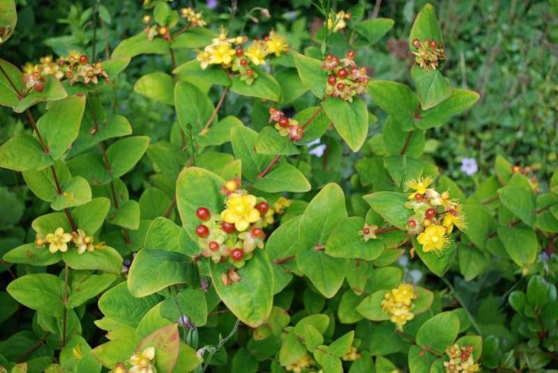 Hypericum androsaemum - Mansbloed, Ophalen