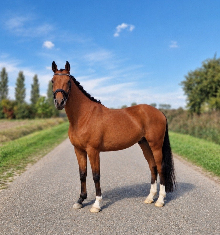 Lieve zangersheide, Dieren en Toebehoren, E pony (1.48m - 1.57m), Met stamboom, Ruin, Springpony