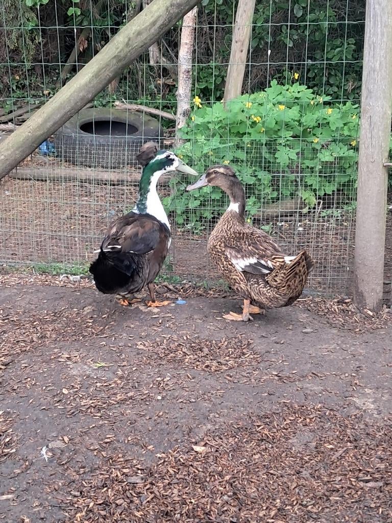 Koppel hollandse kuifeenden, Meerdere dieren, Eend